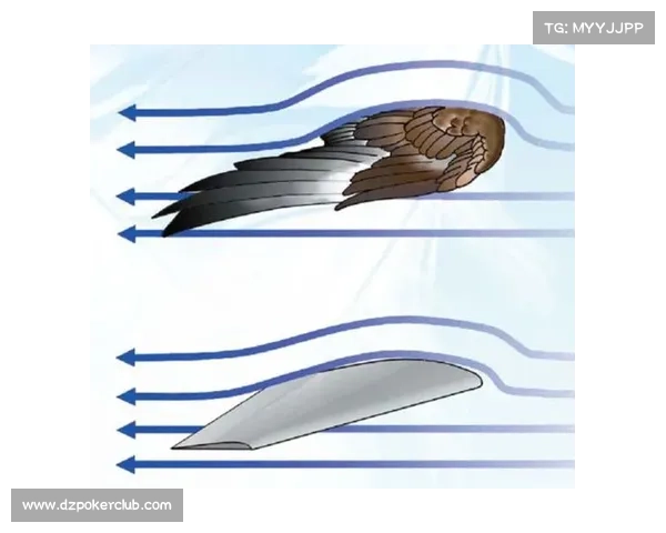 红牛车队秘密测试仿生学前翼 灵感源自游隼翅膀独特构造助力赛车性能提升 红牛车队秘密测试仿生学前翼 灵感源自游隼翅膀独特构造助力赛车性能提升